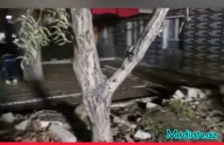 Binəqədidə ekoloji cinayət: ağaclar beton altında boğulur-FOTOFAKT