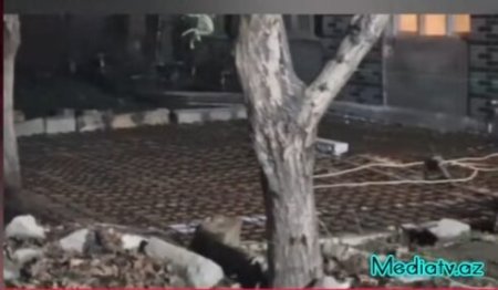Binəqədidə ekoloji cinayət: ağaclar beton altında boğulur-FOTOFAKT