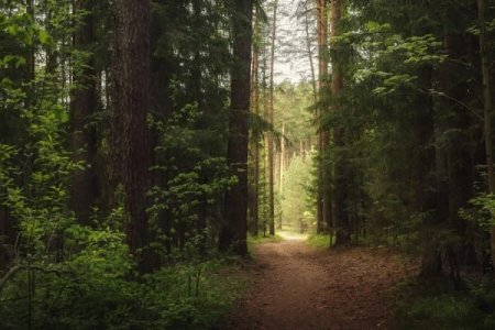 Bryansk bölgəsindəki meşədə beş yeniyetmə azıb