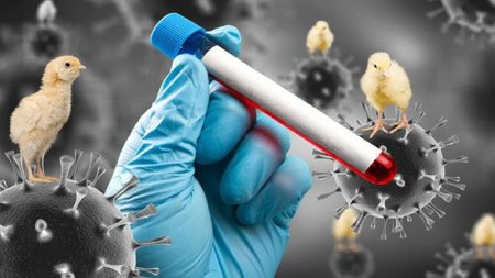 Azərbaycanda quş qripi və nyukasl xəstəliyinə yoluxma var? (RƏSMİ AÇIQLAMA)