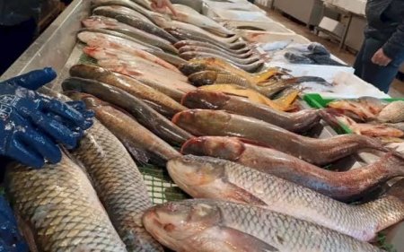 Balıqçılıq məhsullarının yeni satış qaydası